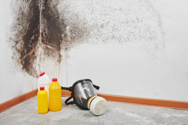 Why You Should Choose Our Mold Remediation Services in Fairview, GA